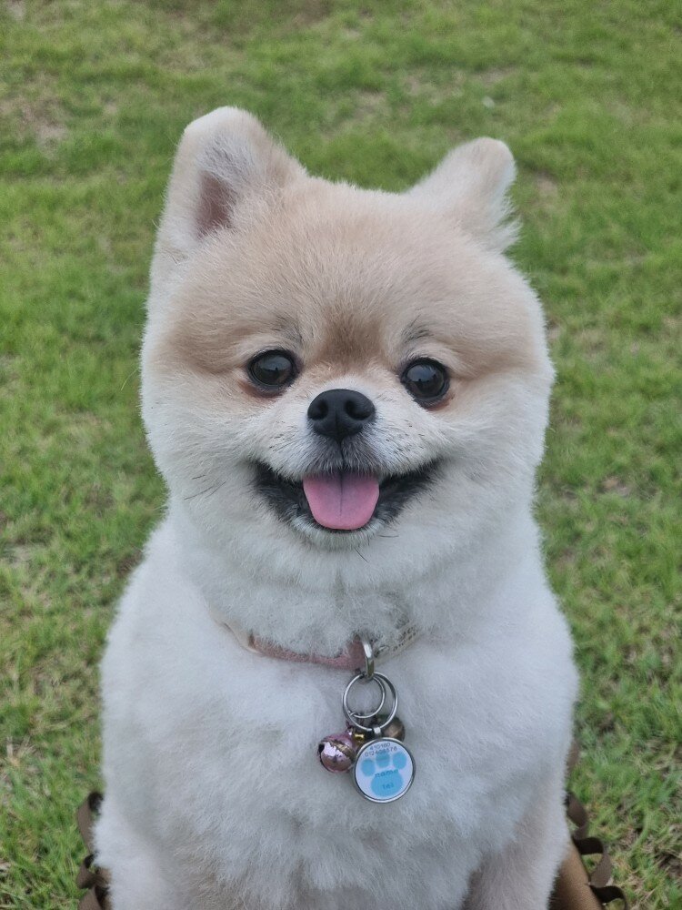 울집 댕댕이 ㄷㄷㄷ