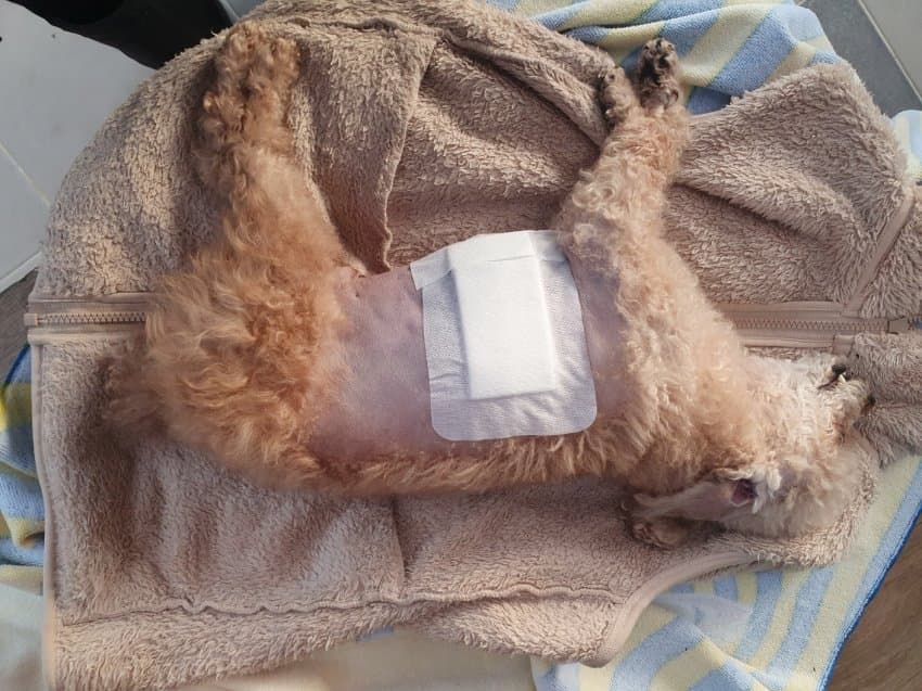 안싱글벙글 개물림 사고(강아지사망) 당했습니다 (14)