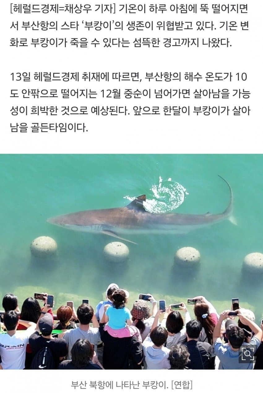 부캉이, 12월에 죽을지도…수온 하락에 폐사 가능성 나왔다 (3)