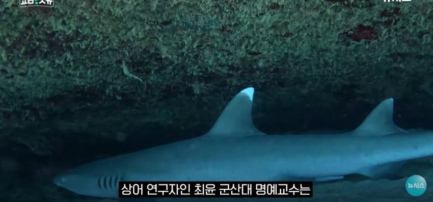 상어 한마리에 3만명 몰려, 부산 명소가 된 북항 (37)
