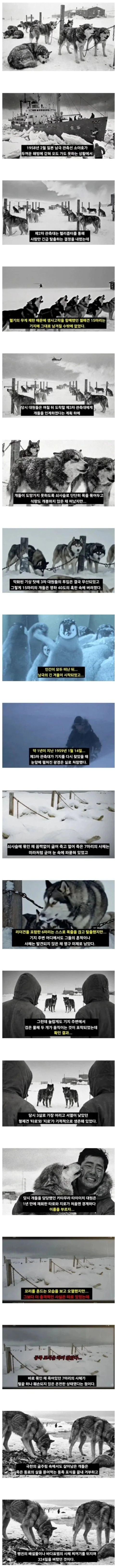 남극에 15마리 개를 버리고 간 일본