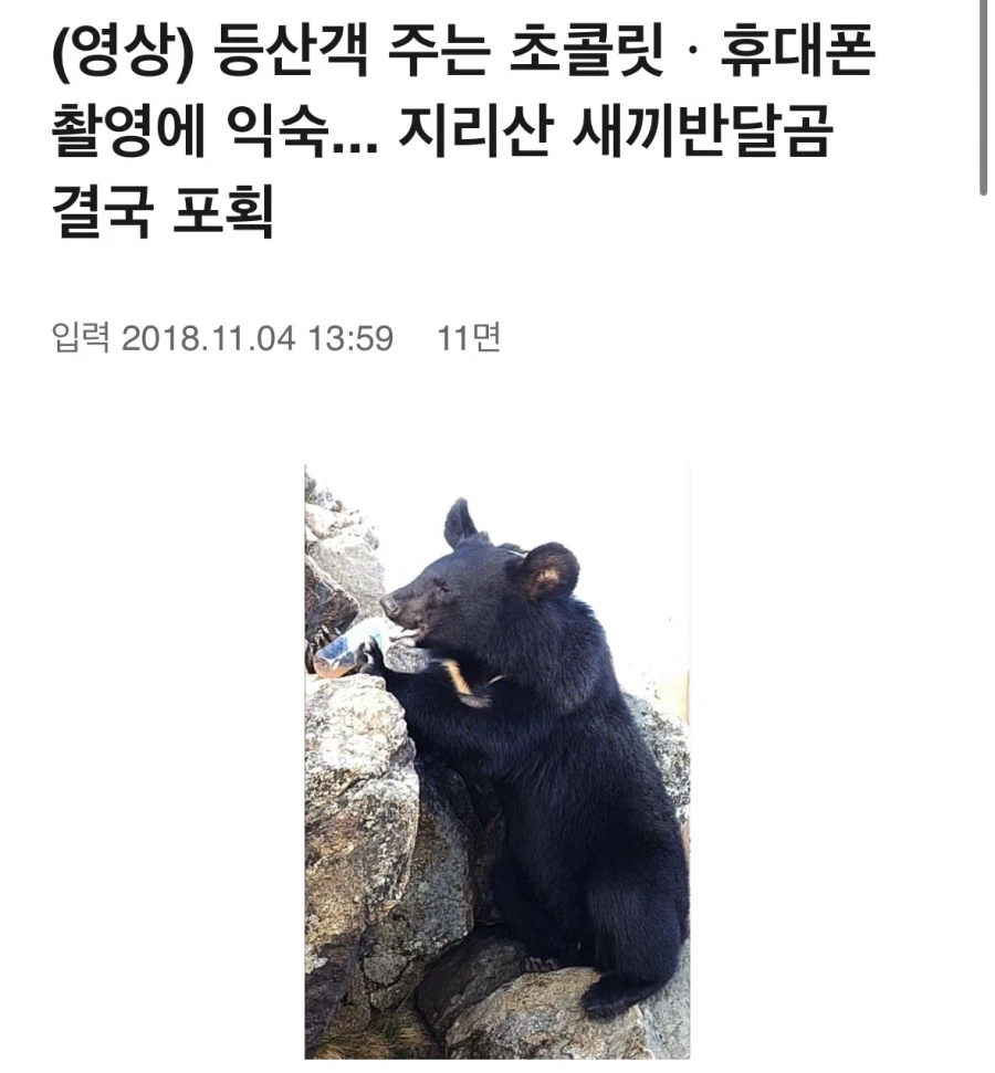 지리산 곰이 여태 사람을 잡아먹지 않았던 이유
