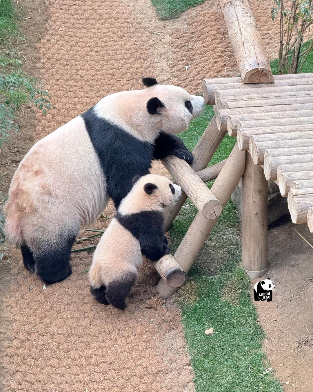 아이바오 따라하는 후이바오 🐼❤🩷 (4)