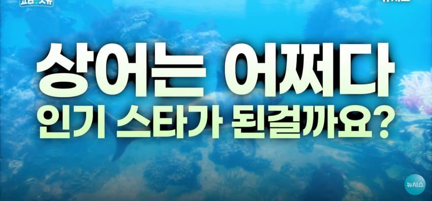 상어 한마리에 3만명 몰려, 부산 명소가 된 북항 (8)