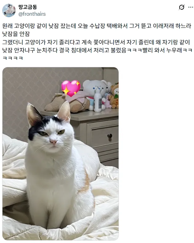 루틴이 깨져서 짜증난 고양이