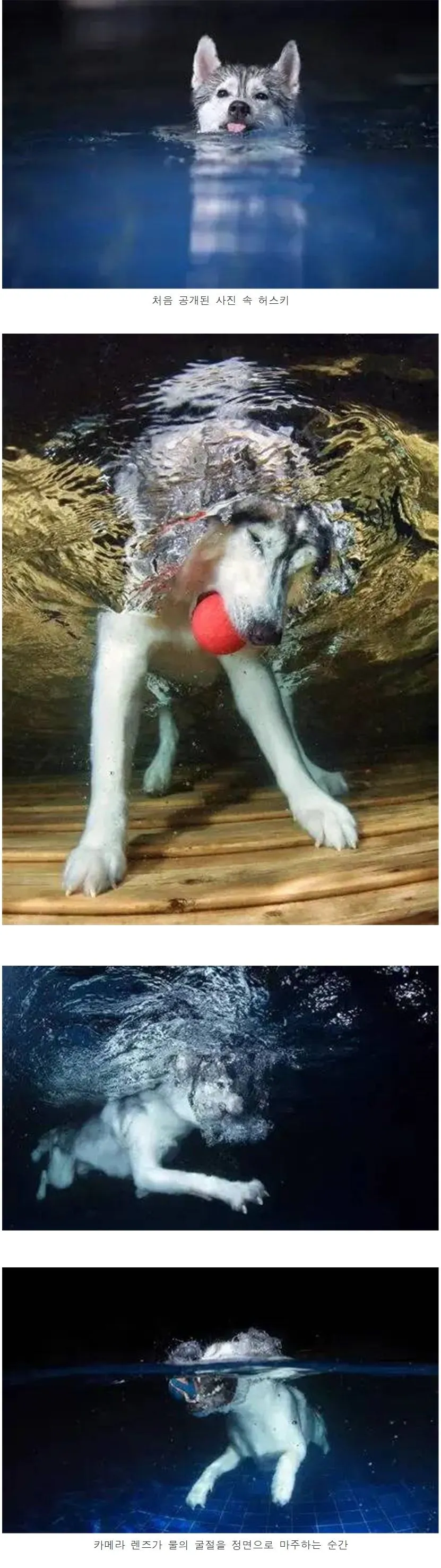 화보인 줄 알았는데 호러물. 수영장에서 포착된 허스키.