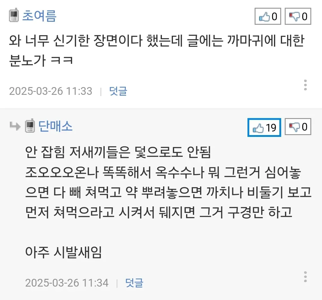 까마귀가 둥지 지으려고 소 털 뜯어가는 장면.jpg
