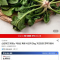 [지마켓]국내산 제철 시금치 2kg (유클가 5,940원/무료)