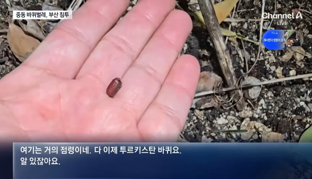 (바퀴사진주의) 어쩌다보니 한국 바퀴벌레를 응원하게 생긴 현재 부산 상황. (5)