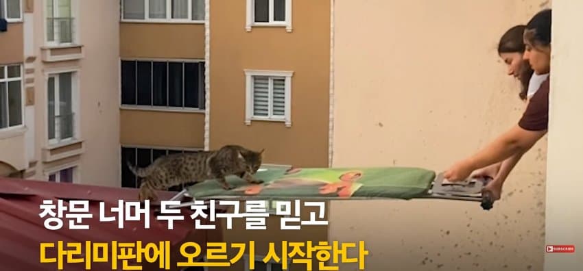 의문의 도구로, 지붕 위 고양이 구한 친구들 (14)