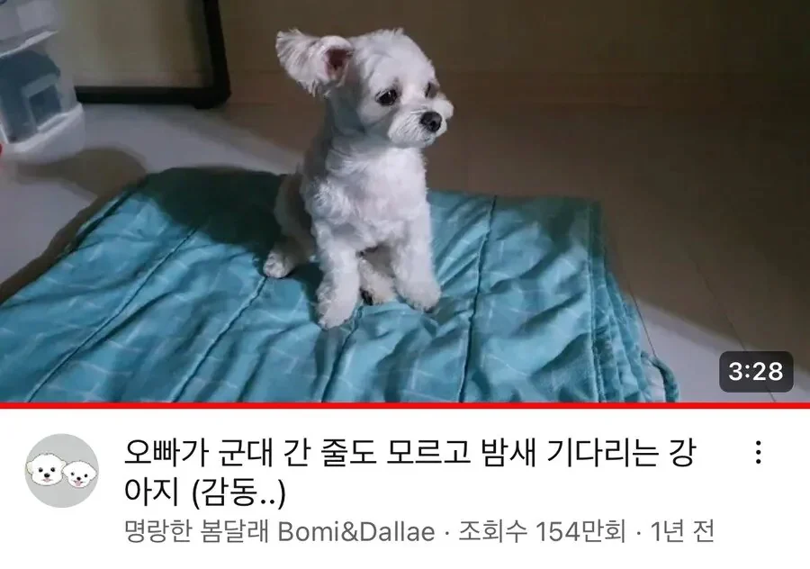 군대간 주인님이 돌아오자 초흥분했다는 강아지.. (2)