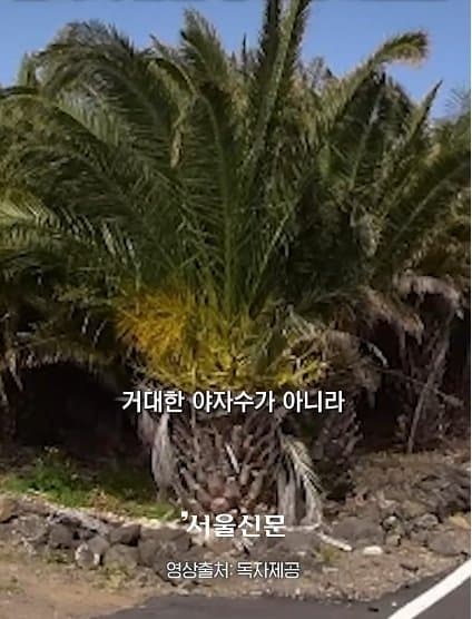 제주실종자가 발견 된 야자수 숲 가는 길을 밤에 직접 가본 기자.. (24)