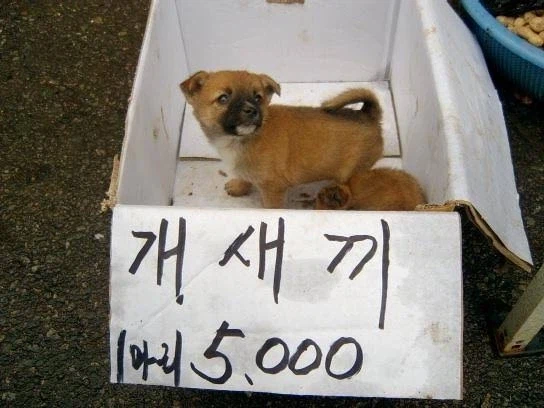 잡종이라는 말의 변천사