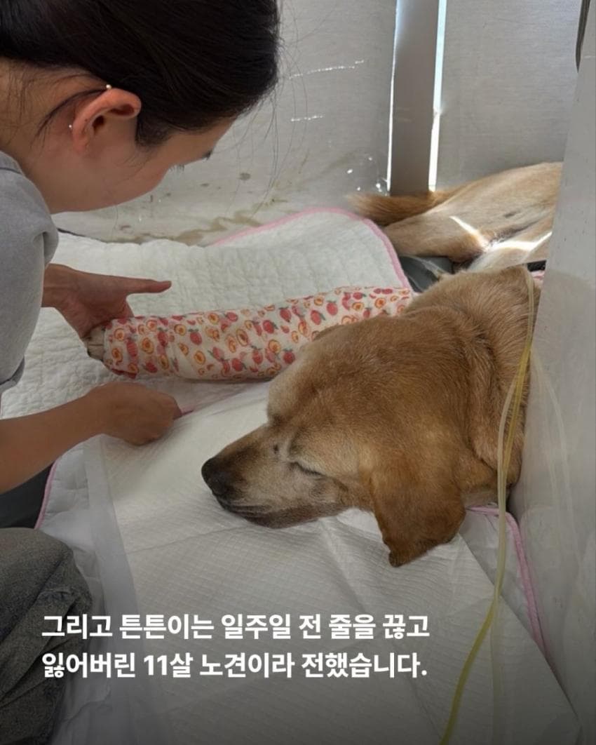 싱글벙글 7시간동안 수로에 빠져 가만히 있던 리트리버 근황 (5)