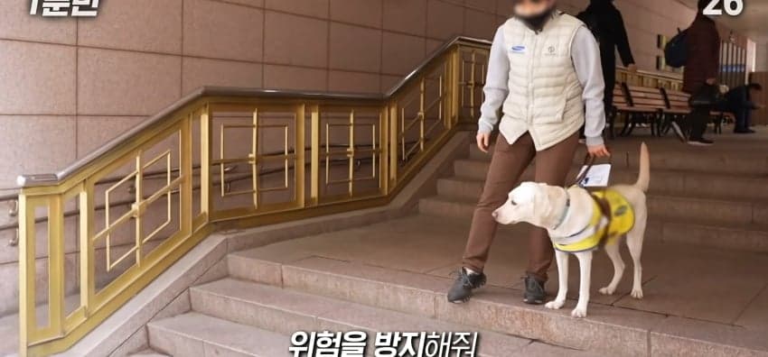 안내견은 목적지를 어떻게 아는 걸까? (20)