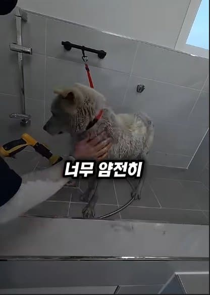 평생 목욕 한번 안 해본 차고지 지킴이 2살 한성이의 생애 첫 목욕대작전 (41)