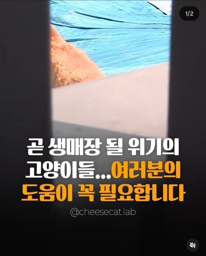 앞으로 재개발 하려거든 지역 고양이 전부 구조하라는 캣맘