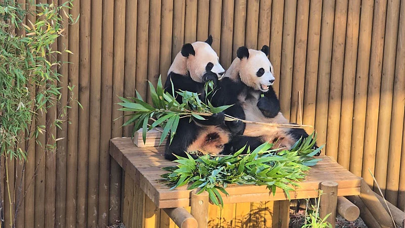 오늘자 남천바오 할부지(=강바오) 글 속 둥이들 언급🐼💜🩷 (4)