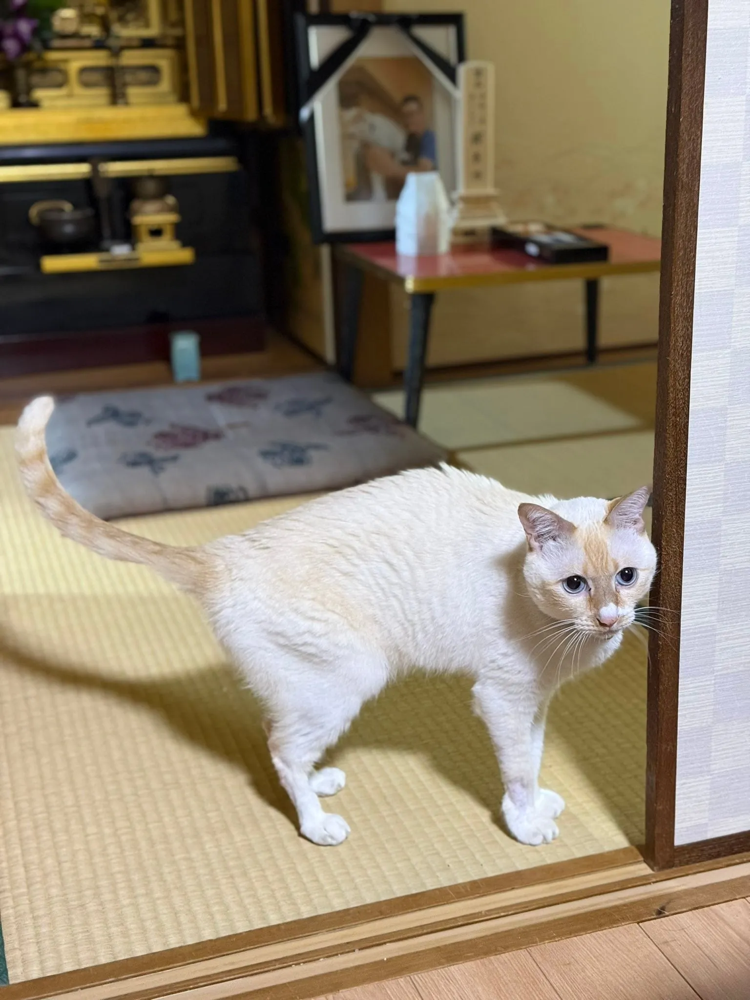 아버지 영정사진으로 고른 떼껄룩 샷