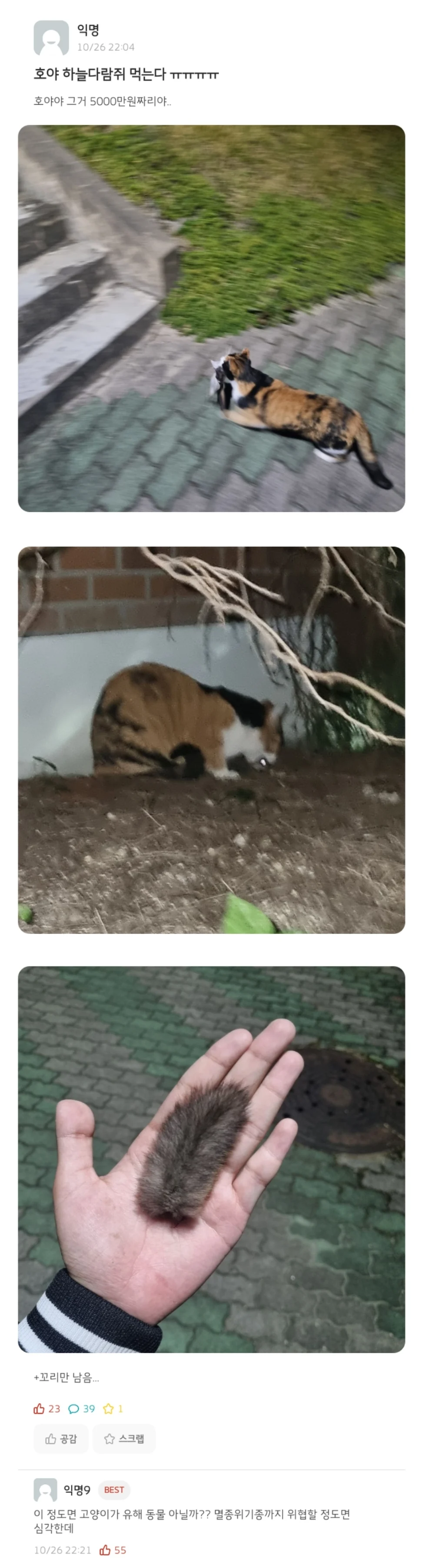 천연기념물인 하늘다람쥐 학살하는 좆냥이