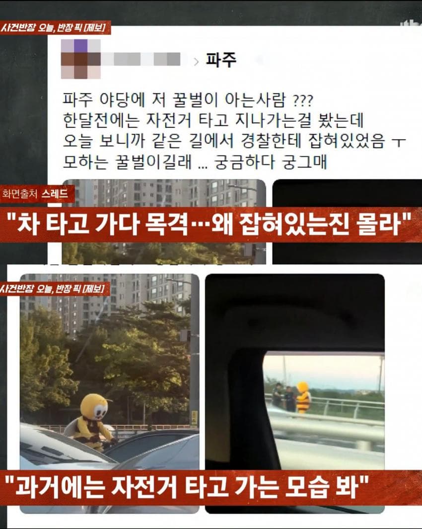 꿀벌 옷 입는 이유 (2)