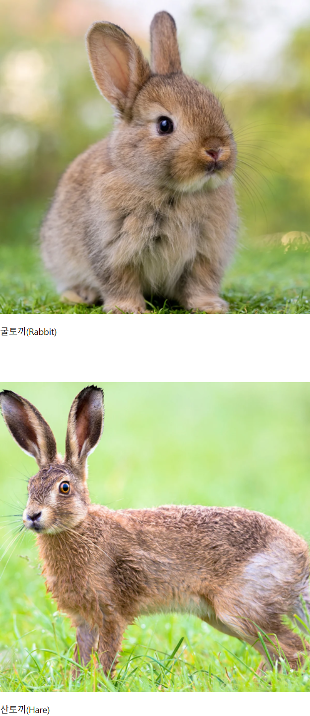 굴토끼와 산토끼의 차이