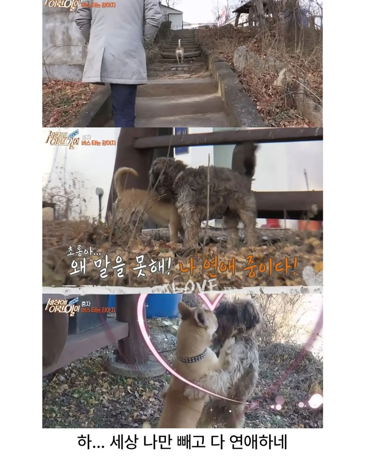 친구 만나러 매일 무임승차하는 강아지 (9)