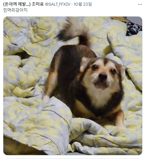 싱글벙글 반가우면 민머리 되는 댕댕이들 (10)