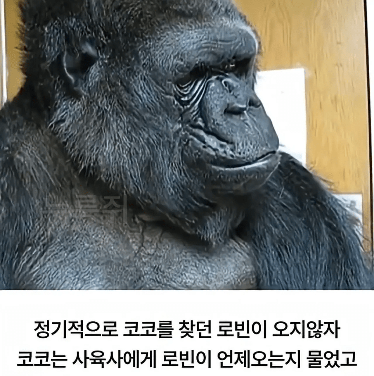 세계 최초로 수어를 이용해 인간과의 대화에 성공한 고릴라 (9)