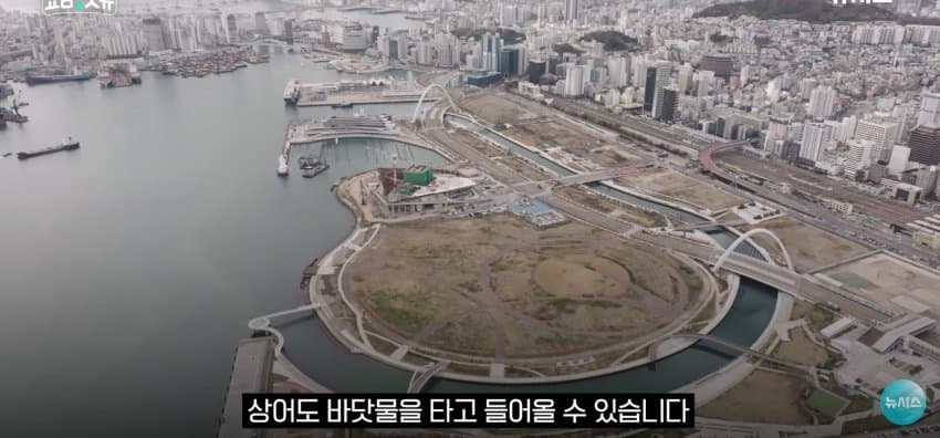상어 한마리에 3만명 몰려, 부산 명소가 된 북항 (15)