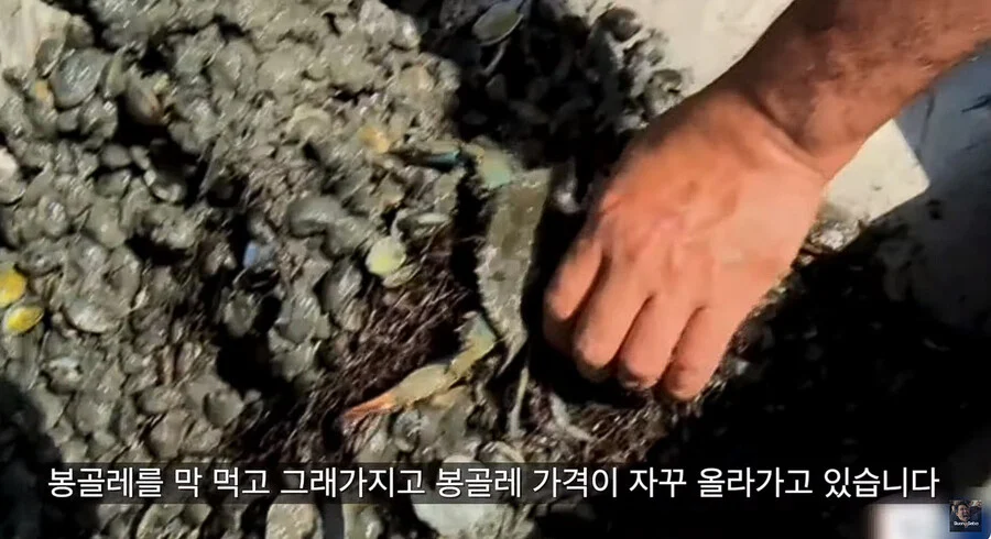 이탈리아에서 청게(블루크랩) 가격 (4)