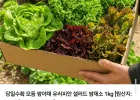 유러피안 샐러드 쌈채소 1kg 네멤무배