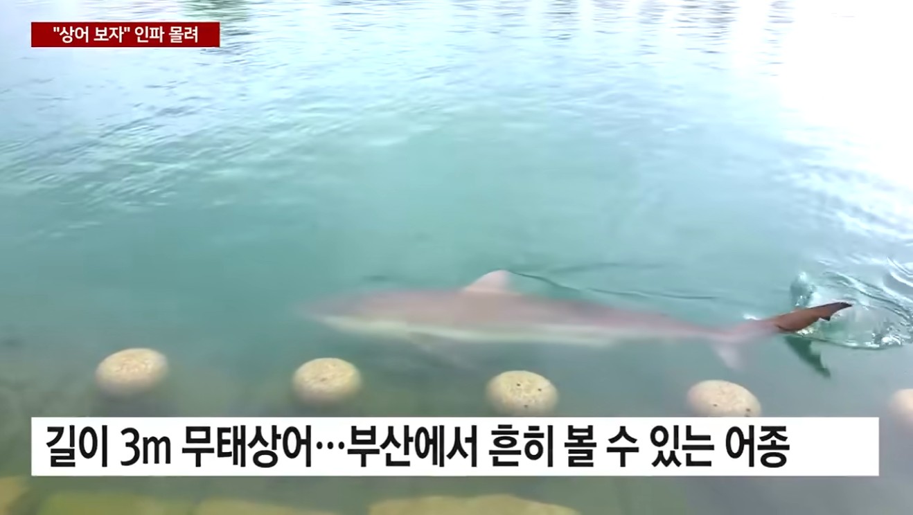 이틀째 상어 출몰에 '북새통' (3)