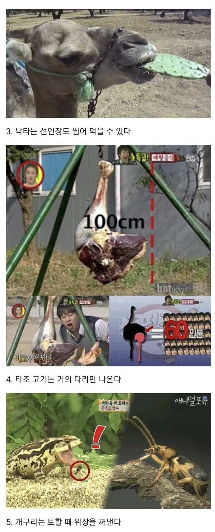 의외인 동물 상식 10가지 (2)