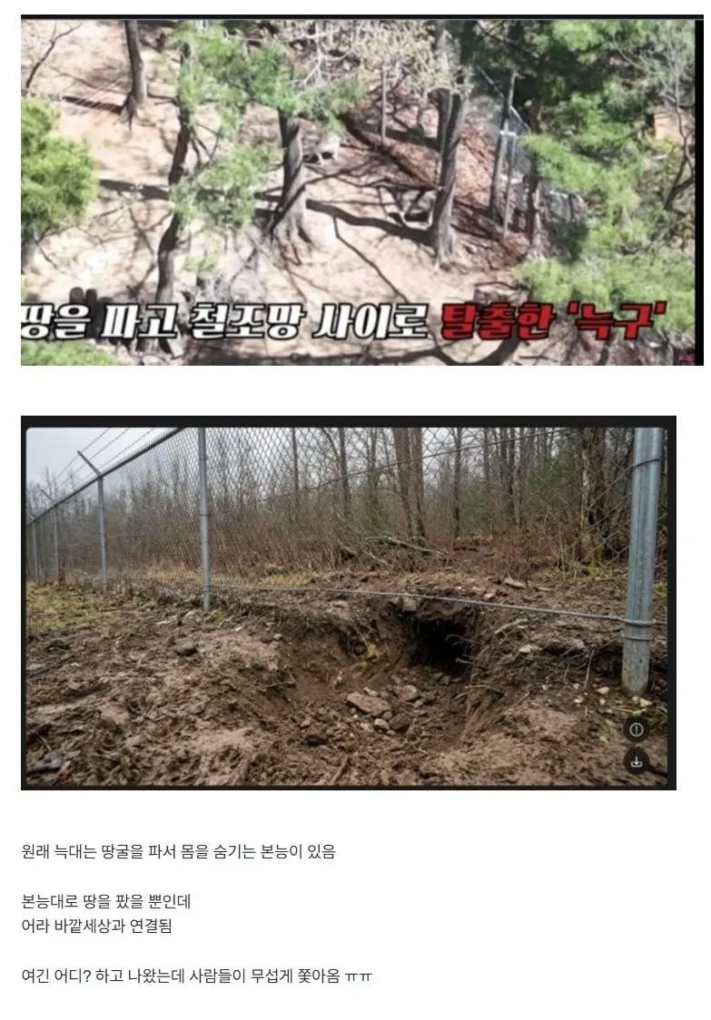 늑구가 판 땅굴