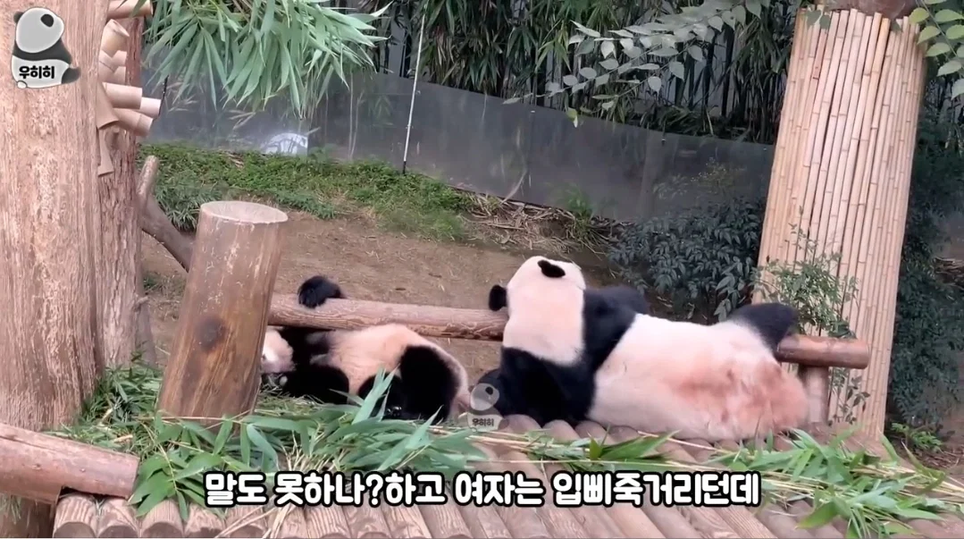 의외로 판다월드가면 이런 막말하는 관람객많음 (8)