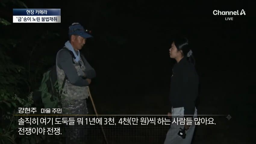 채널a) 송이버섯 1kg에 160만원...밤낮 추격전 (17)