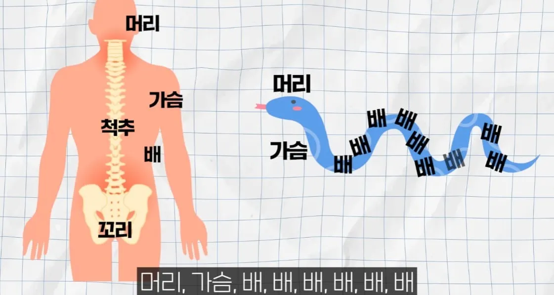 뱀은 어디서 부터 꼬리예요?