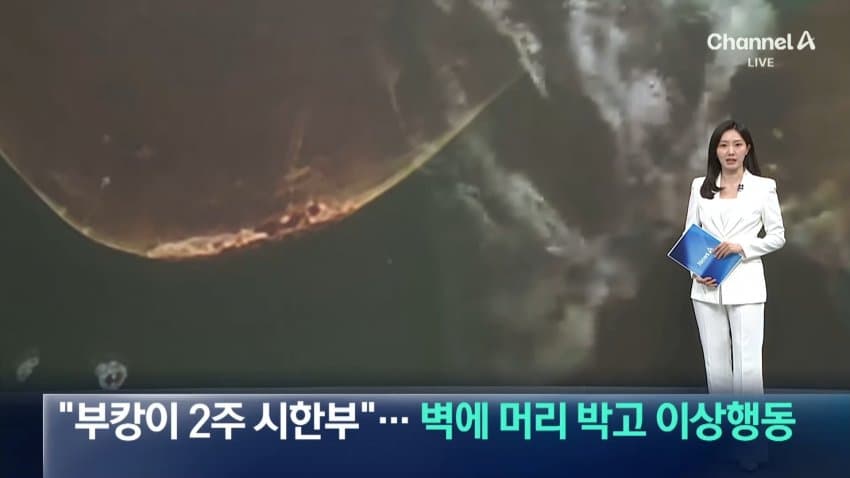 한 달째 갇힌 부산 상어…세 번째 탈출 작전 (2)