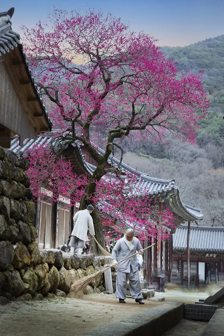 사진작가들 텃새에 지랄난 화엄사 홍매화 근황