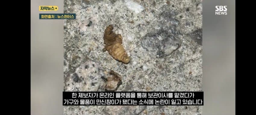 보관이사 맡겼다가 곰팡이, 벌레로 가구 다 망가진 제보자 (4)