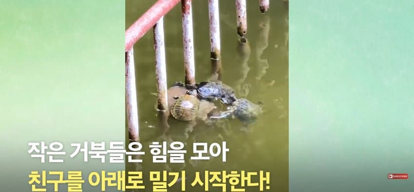 큰 거북이 곤경에 처하자 헤엄쳐간 작은 영웅들 (8)