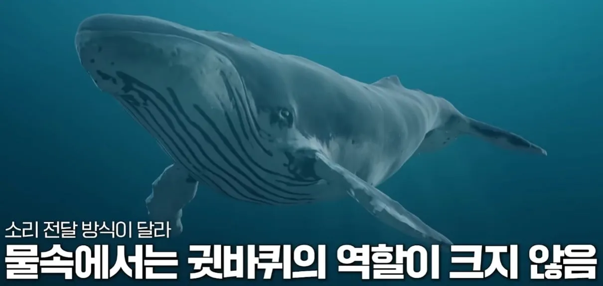 사람의 귀가 아가미에서 진화했다?