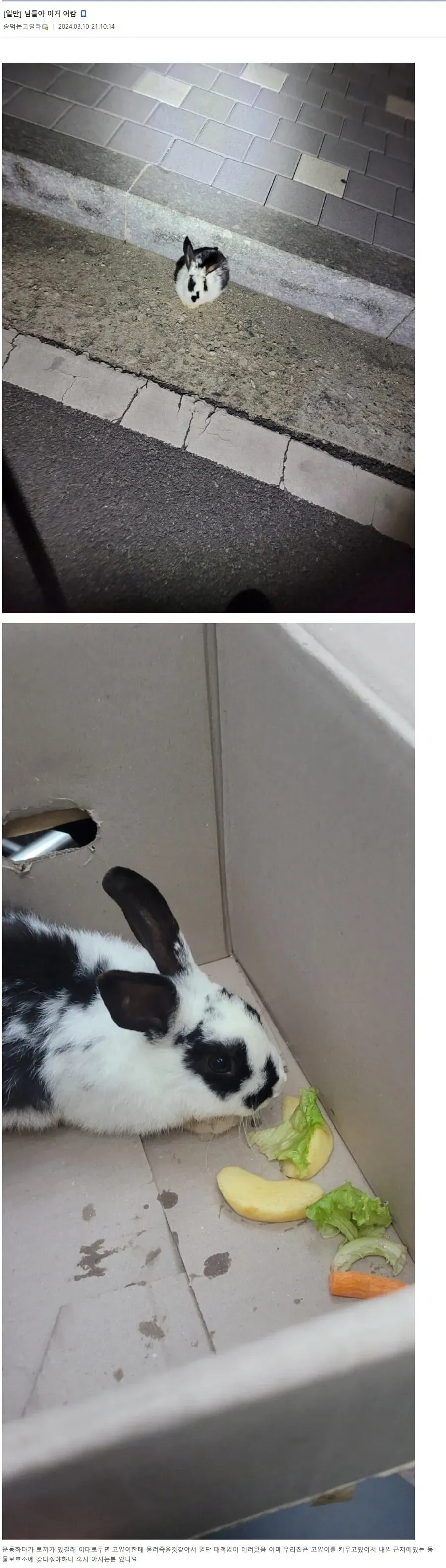 길에서 토끼 주운 디씨인.