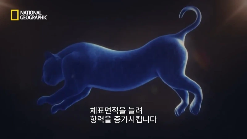 사냥 중 120m 절벽 아래로 떨어진 눈표범. jpg & YouT