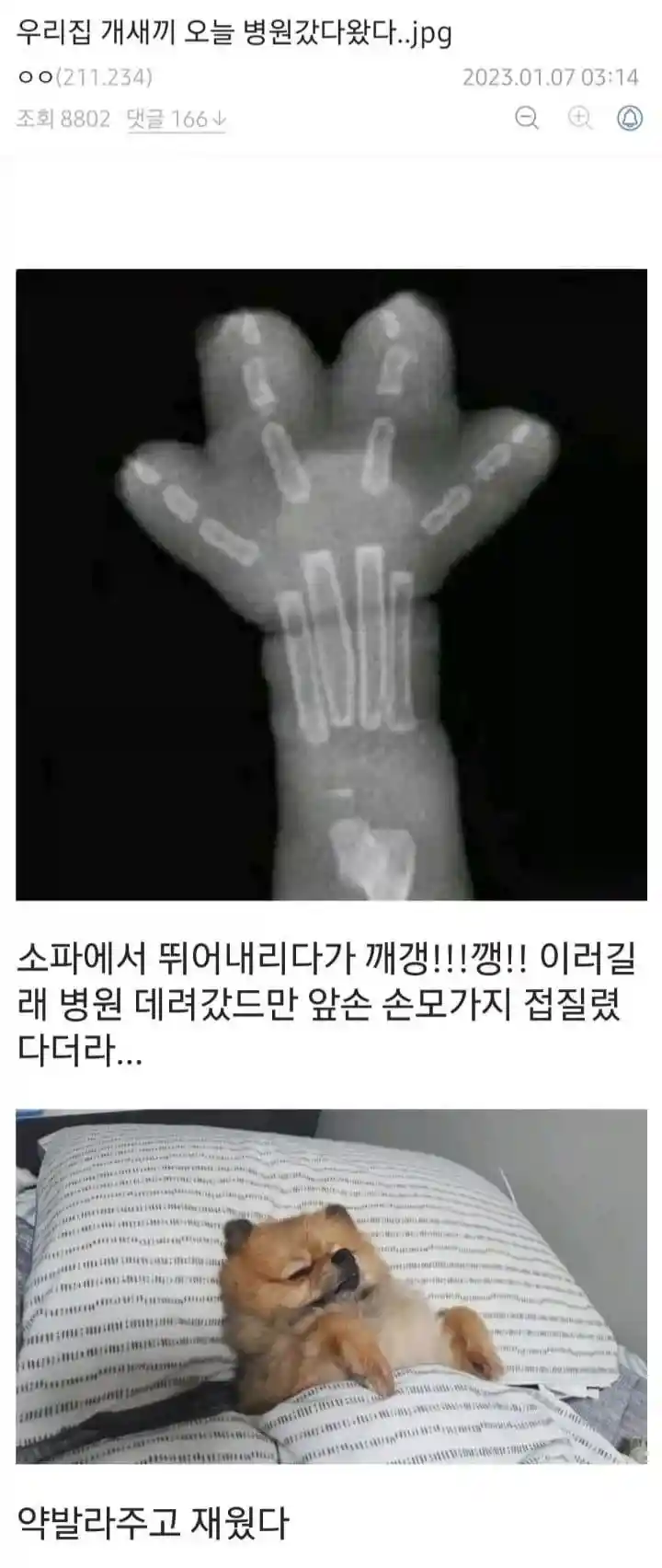 우리집 개새끼 오늘 병원갔다왔다