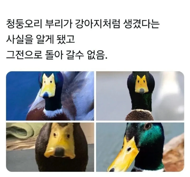 한 번 알면 못 돌아가는 오리에 대한 사실