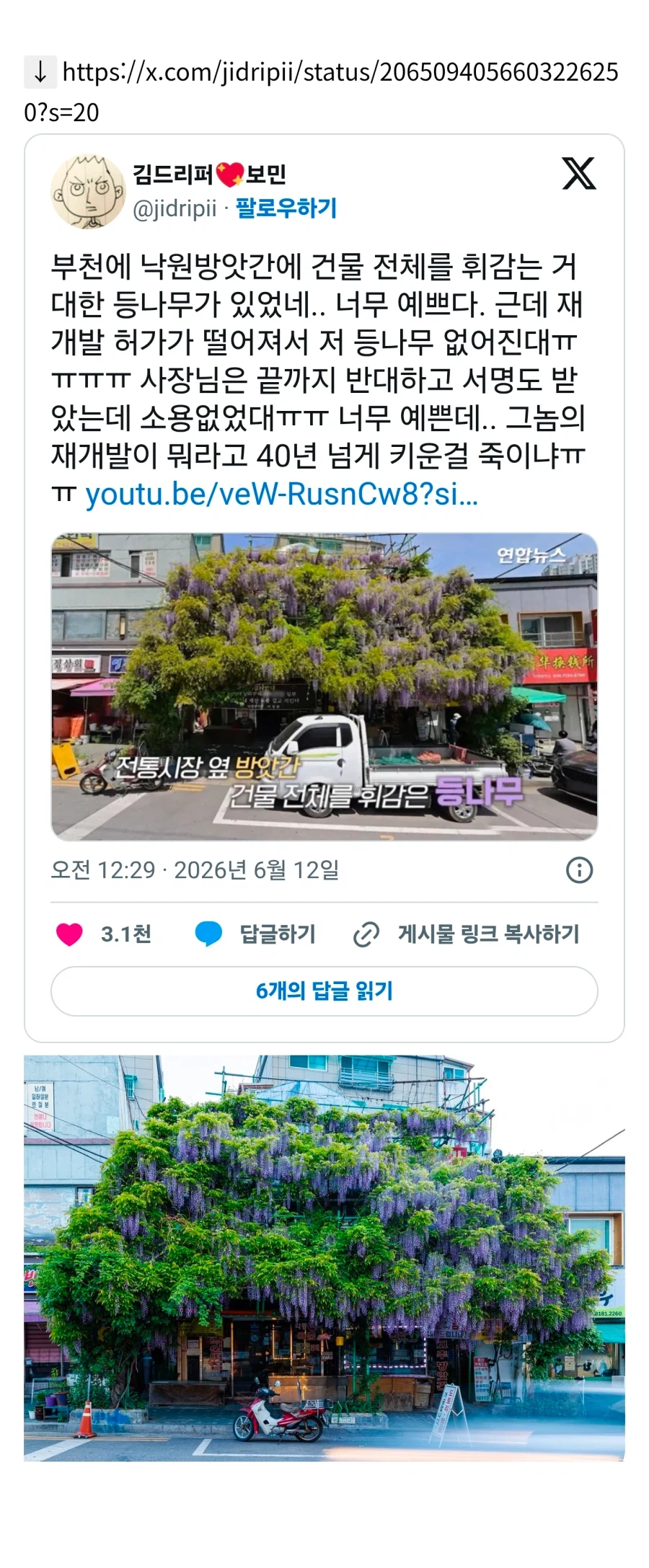 곧 못 보게 된다는 부천의 한 등나무