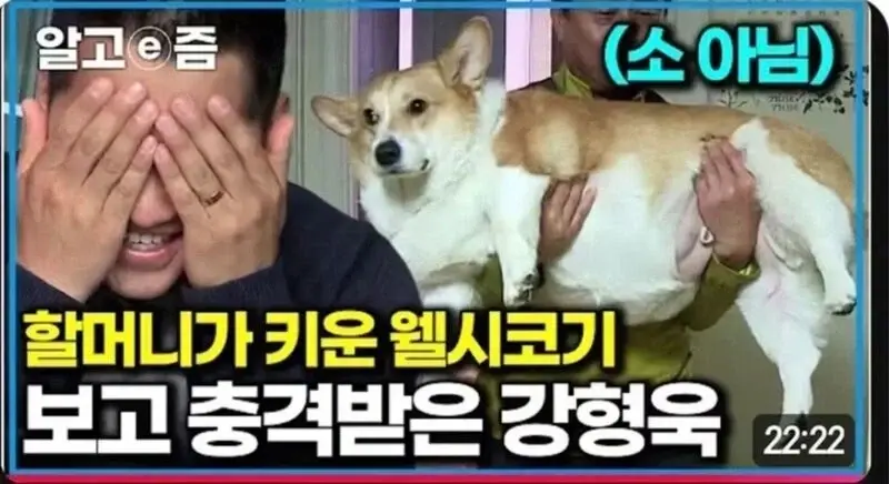 강형욱도 충격받은 웰시코기 상태