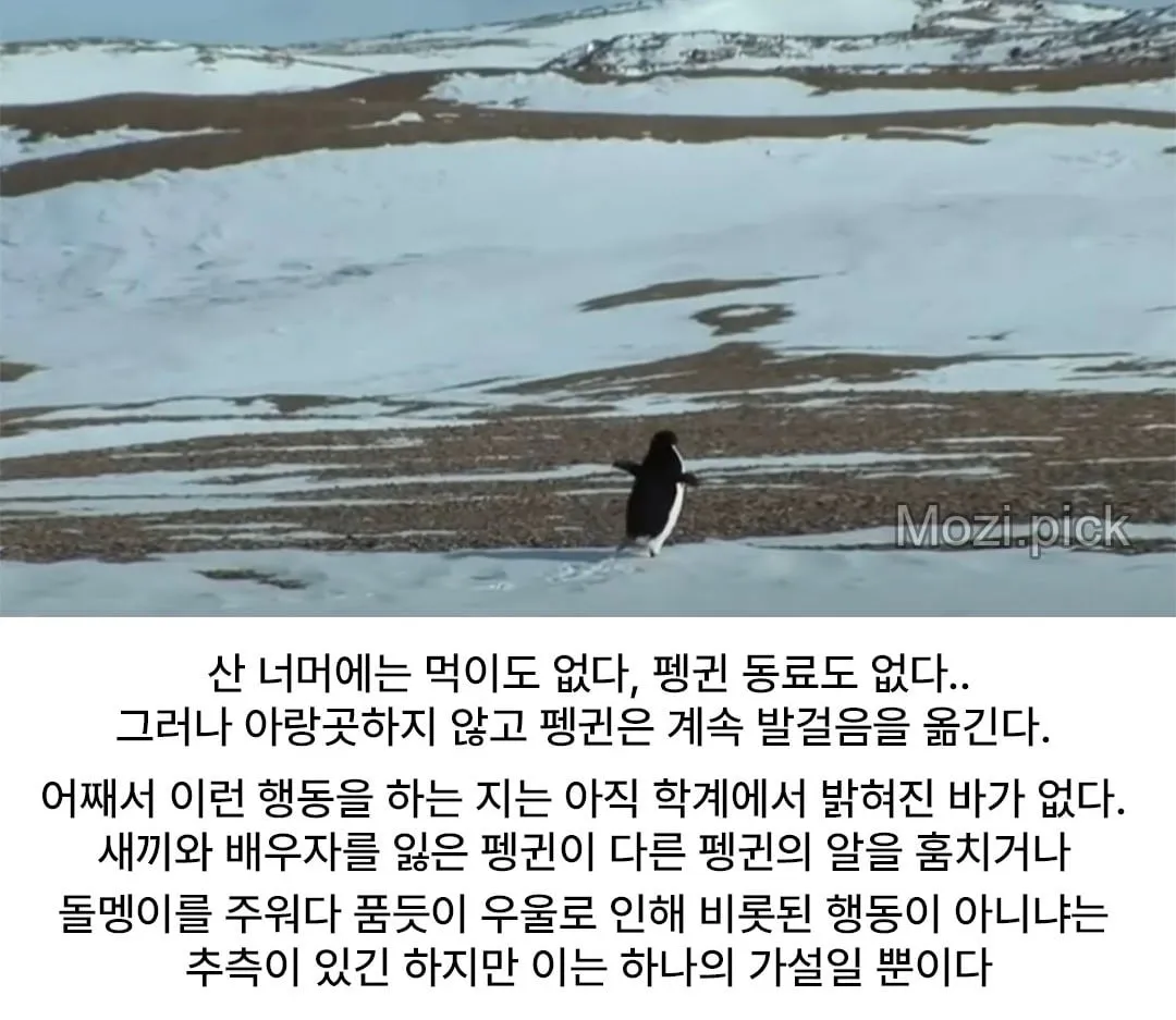모든 펭귄이 바다로 갈 때, 혼자 산으로 가는 펭귄